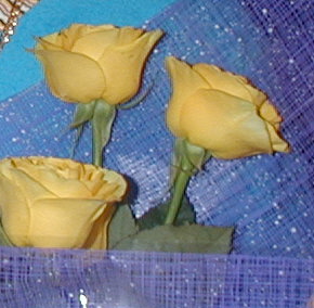 Yellow Rose Surprise